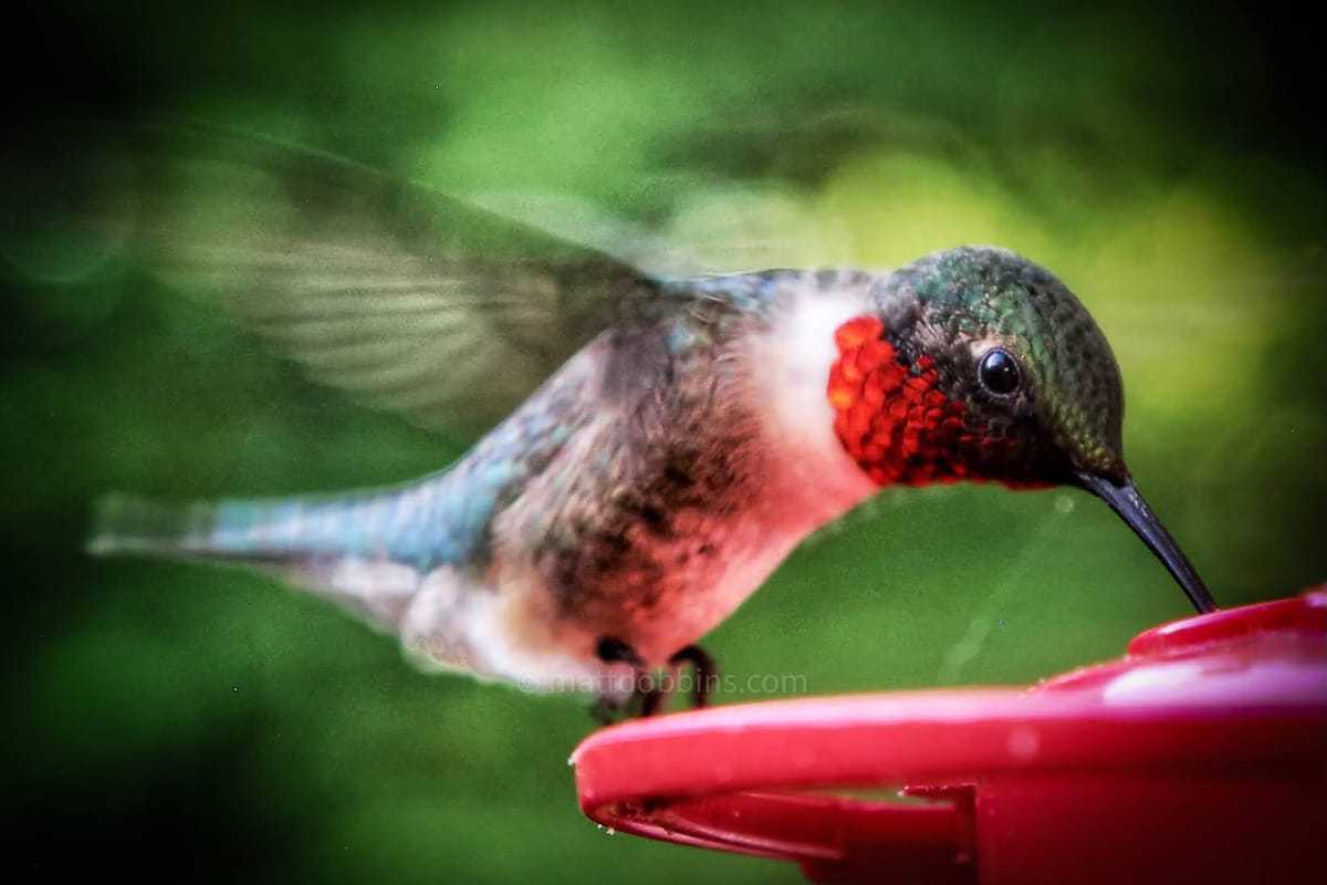 Photo of the Day : Ruby Red